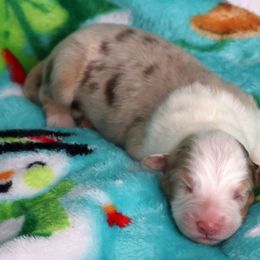 Mimosa - Red merle female Australian Shepherd puppy in Springville, New York from RisingStar Australian Shepherds