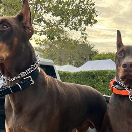 Doberman Pinschers from World of Dobies