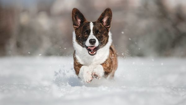 Find Cardigan Welsh Corgi puppies for sale near Aurora, IL