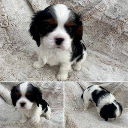Cavalier King Charles Spaniel Puppies from Southern Valley Cavaliers