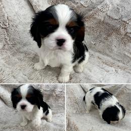 Cavalier King Charles Spaniel Puppies from Southern Valley Cavaliers