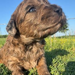 April - Merle female Goldendoodle puppy in Afton, Oklahoma from C5 Doodles