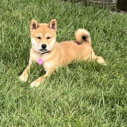 Shiba Inu puppies from Kaste Kennel