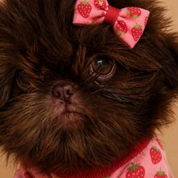 Coco - Liver female Shih Tzu puppy in Dallas, Texas from Heart and Soul Shih Tzu