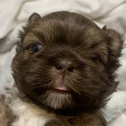 Shih Tzus from Angela's Shih Tzus