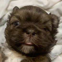 Shih Tzus from Angela's Shih Tzus