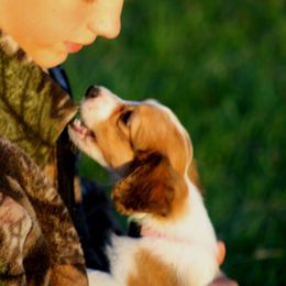 Beauceron, Greater Swiss Mountain Dog, and Nederlandse Kooikerhondje Puppies from Blackamber Swissies Beaucerons Ambermoon Kooikerhondje