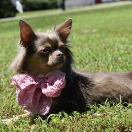 Jazzy - Chihuahua