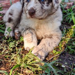 Australian Shepherd Puppies from Southern Boy Blues Aussies