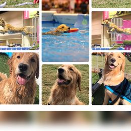 Golden Retrievers from Golden Retrievers of Camelot House