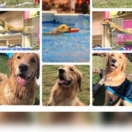 Golden Retrievers from Golden Retrievers of Camelot House