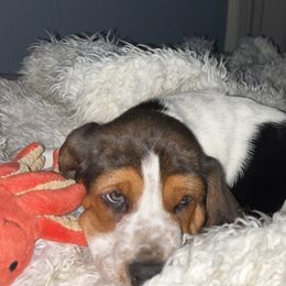 Basset Hound and Dalmatian Puppies from Lazy B Bassets and Dalmatians