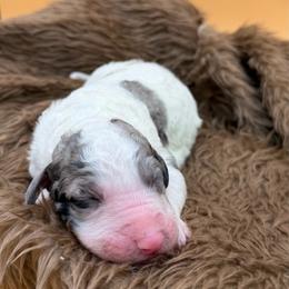 Gavin - Blue merle male Sheepadoodle puppy in Willacoochee, Georgia from Kitandkboodle's Doodles