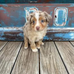 Boy 3 - Red merle male Miniature Australian Shepherd puppy in Ellsworth, Kansas from Flying H Mini Aussies
