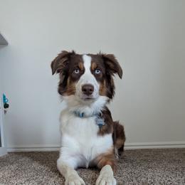 Belle - Australian Shepherd