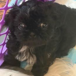Aria - Black and white female Shih Tzu puppy in Frisco, Texas from My Royal Shih Tzu⚜️