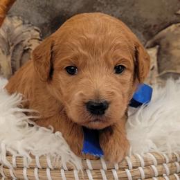 Goldendoodle puppies from Elite Goldendoodles and Bernedoodles