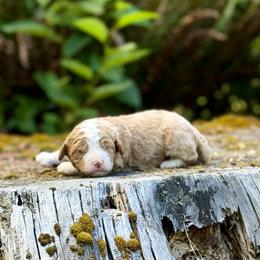 Bruno (Blue Collar) - Red male Bernedoodle puppy in Stanwood, Washington from Butter Cup Pups and Paws