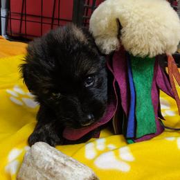 German Shepherd Puppies from Reign Land