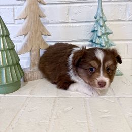 Rudolph - Red tri male Toy Australian Shepherd puppy in Payson, Utah from Spring Creek Aussies + Corgis