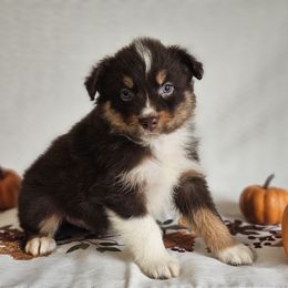Wrangler - Red tri-color male Australian Shepherd puppy in Mountain Grove, Missouri from K Bar H Farms