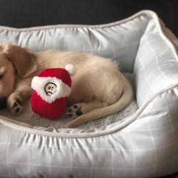 Dachshund Puppies from Meldox