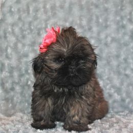 Shih Tzu Puppies from Gypsy Breeze Kennels