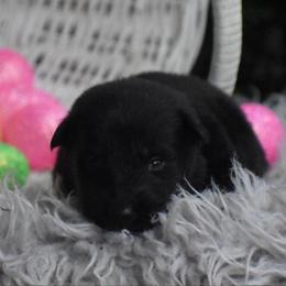 Yellow Collar black female - Black female German Shepherd puppy in Marianna, Florida from Haus M Godwin