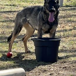 Jessi - German Shepherd