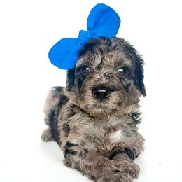 Mai Tai - Merle female Goldendoodle puppy in Mount Pleasant, Tennessee from Doodle My Heart