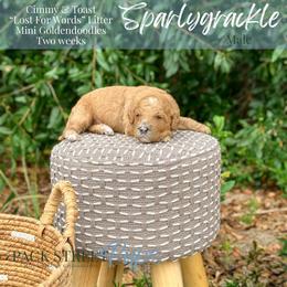 Sparlygrackle - Apricot male Goldendoodle puppy in Paxville, South Carolina from Pack Street Pups