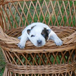 2 - Red mottled male Australian Cattle Dog puppy in Buffalo Valley, Tennessee from Buffalo Valley Breeders