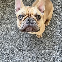 French Bulldog Puppies from Breyer’s French Bulldogs