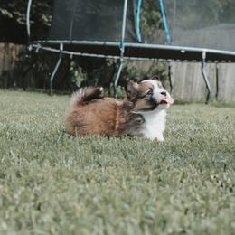 American Corgi and Pembroke Welsh Corgi Puppies from Witch Creek Corgis