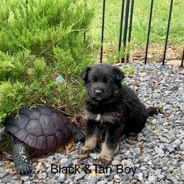Baby Blue Collar Boy - Black and tan male German Shepherd puppy in Batesville, Mississippi from Shepherd Farms