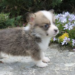 Pembroke Welsh Corgi Puppies from Cozy Corgi Ranch