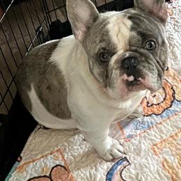 Boy 1 - White male French Bulldog puppy in Hartsville, South Carolina from Amy's frenchies