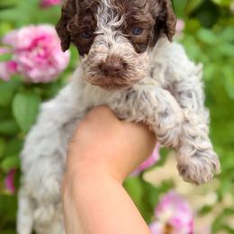 Rocky - Off-white male Lagotto Romagnolo puppy in Barrington, Illinois from Lagotto Illinois