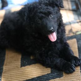Felicity - Black female Mudi puppy in Gatlinburg, Tennessee from Greenbrier