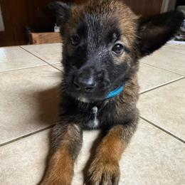 Teal - Fawn sable female Belgian Malinois puppy in Saint Amant, Louisiana from Mercy Kennels
