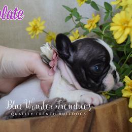 Chocolate - White and brindle female French Bulldog puppy in Loxahatchee, Florida from Blue Wonder Frenchies