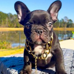 Hudson - Black male French Bulldog puppy in Porter, Texas from Whatabulldog