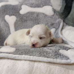 Buster - White male Coton de Tulear puppy in Westfield, North Carolina from Legacy Pets