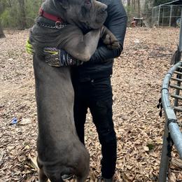 King - Cane Corso