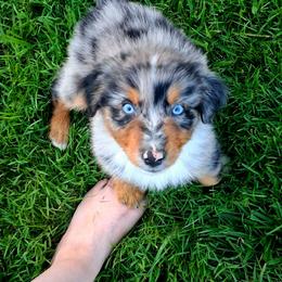 Cosmos - Blue merle male Australian Shepherd puppy in Calvert City, Kentucky from Timber Creek Aussies