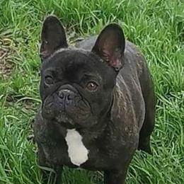 Gita - Brindle female French Bulldog puppy in Cape Coral, Florida from Arralaine Pups