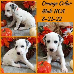 Orange Boy HUA - Dalmatian puppy from Mid-Michigan Dalmatians