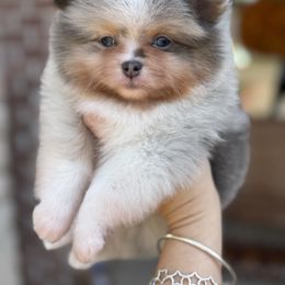 Animal - Blue merle male Pomeranian puppy in Kilgore, Texas from 5 Star Poms