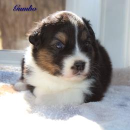 Gumbo - Black tri-color male Australian Shepherd puppy in Coldwater, Michigan from Northern Star Australian Shepherds