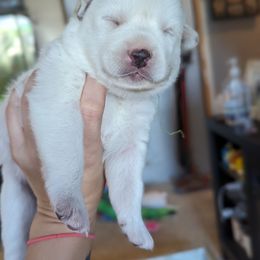Pomsky Puppies from Valparaiso Pomskys